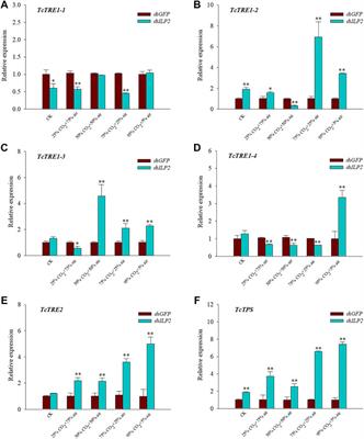 Insulin-Like ILP2 Regulates Trehalose Metabolism to Tolerate Hypoxia/Hypercapnia in Tribolium castaneum